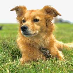 Dog Trot by Chris - Luca, the gopher slayer!