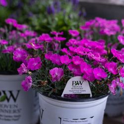 The Green House Nursery