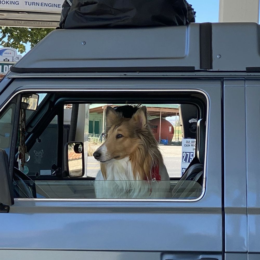 Fair Oaks Auto Repair - Lulu the Collie in VW Westfalia - Auto Repair Near Me - Fair Oaks, California Fair Oaks Auto Repair - Lulu the Collie in VW Westfalia - Auto Repair Near Me - Fair Oaks, California