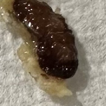 China Palace - One of 2 Maggots found in fried rice - Chinese Near Me - Walnut Creek, California China Palace - One of 2 Maggots found in fried rice - Chinese Near Me - Walnut Creek, California