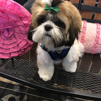 Tender Touch Grooming - Pet Groomers Near Me - Granada Hills, California Tender Touch Grooming - Pet Groomers Near Me - Granada Hills, California