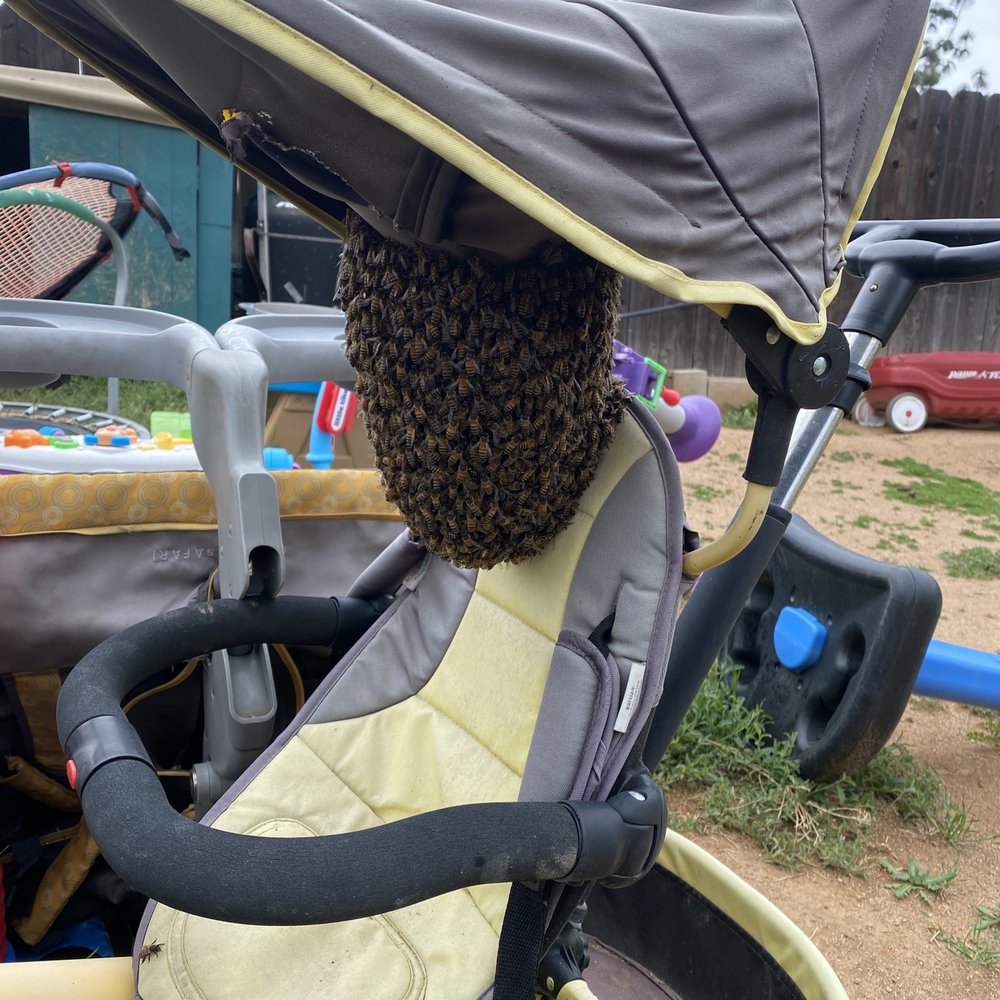 Bee Wranglers - Pest Control Near Me - Riverside, California Bee Wranglers - Pest Control Near Me - Riverside, California