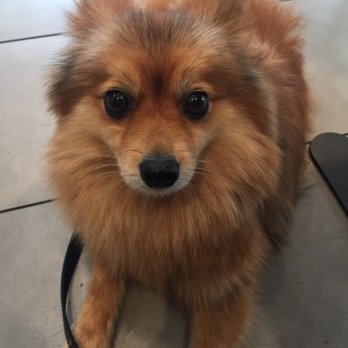 Doggy Details - Happy doggo - Pet Groomers Near Me Doggy Details - Happy doggo - Pet Groomers Near Me