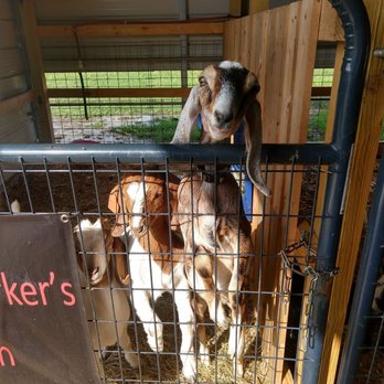 Ashley Ridge High School - Goats! - Middle Schools & High Schools Near Me - Summerville, South Carolina Ashley Ridge High School - Goats! - Middle Schools & High Schools Near Me - Summerville, South Carolina