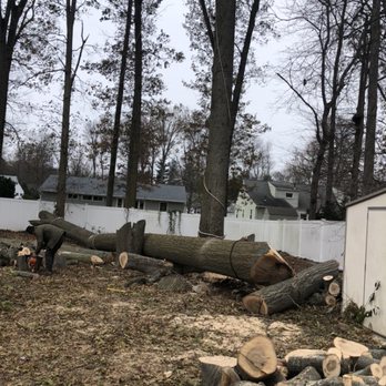 Dextre Tree Service - Dextre tree service - Tree Services Near Me Dextre Tree Service - Dextre tree service - Tree Services Near Me