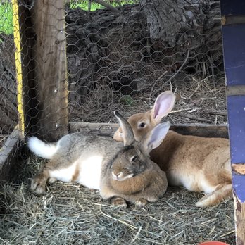 Animal Assisted Happiness - Big bunnies Frankie & Stevie - Community Service/Non-Profit Near Me - Sunnyvale, California Animal Assisted Happiness - Big bunnies Frankie & Stevie - Community Service/Non-Profit Near Me - Sunnyvale, California