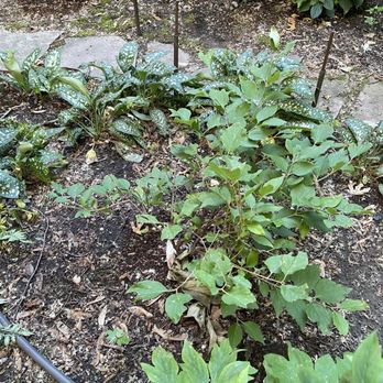 Landscaping Maintenance by Moritz Welt - Snow Removal Near Me - Chicago, Illinois