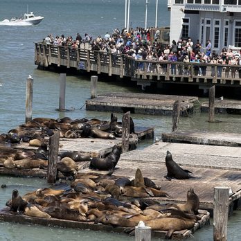 Blue & Gold Fleet - Pier 39 watches the sea lions - Boat Charters Near Me - San Francisco, California