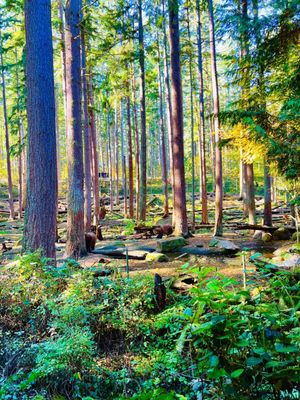 Northwest Trek Wildlife Park by null