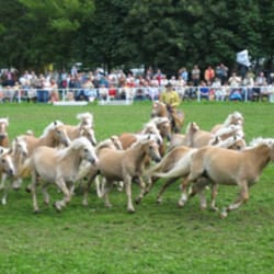 Haflinger Gestüt Dr.Siegfried Sendig