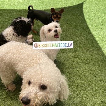LV Dog Resort II - Pet Boarding Near Me - Las Vegas, Nevada LV Dog Resort II - Pet Boarding Near Me - Las Vegas, Nevada