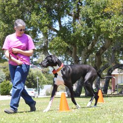 Listen to the Dogs Canine Training