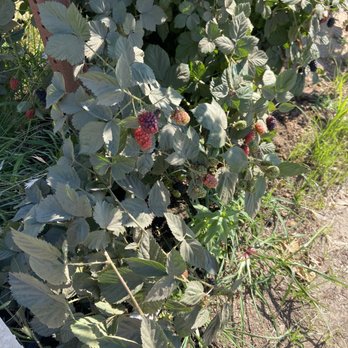 Alpine Blue Farms - Black Berries - Pick Your Own Farms Near Me - Stockton, California Alpine Blue Farms - Black Berries - Pick Your Own Farms Near Me - Stockton, California