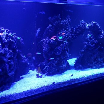 Aquarium Designs - Pet Stores Near Me - San Antonio, Texas