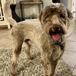 Canine Designs - After! Summer cut... feelin good!