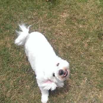 Tara's Dog Services - Happy Mele loving doing doggie daycare at Tara's Dog Services! - Dog Walkers Near Me