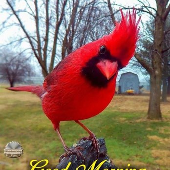 Paulita's on Hwy 83 - Cardinal - Tex-Mex Near Me - Laredo, Texas Paulita's on Hwy 83 - Cardinal - Tex-Mex Near Me - Laredo, Texas