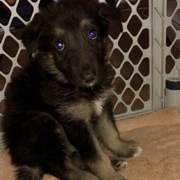 This little guy had Parvo within a day or 2 of coming home from the puppy place. This little guy had Parvo within a day or 2 of coming home from the puppy place.