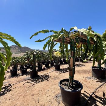 Yasuda Tree Nursery - Nurseries & Gardening Near Me - Bonsall, California Yasuda Tree Nursery - Nurseries & Gardening Near Me - Bonsall, California