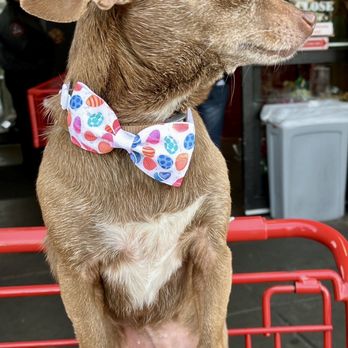 Kaycee's Pet & Groom - Pet Groomers Near Me - San Leandro, California Kaycee's Pet & Groom - Pet Groomers Near Me - San Leandro, California