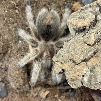 HERPS Exotic Reptile And Pet Shop - Fuzzy from a far - Pet Stores Near Me - Bryan, Texas