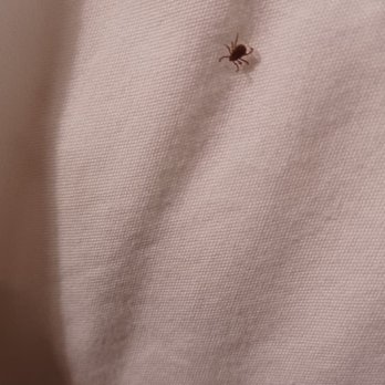 Sonesta Silicon Valley - Tick on bed - Hotels Near Me - Milpitas, California Sonesta Silicon Valley - Tick on bed - Hotels Near Me - Milpitas, California