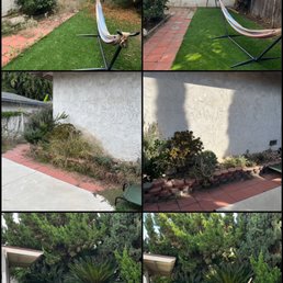 Before/after yard cleanup. Before/after yard cleanup.