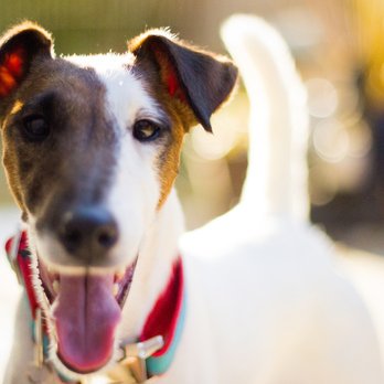 The Peaceful Pup - Happy Ojai pup, Hazel Stardust! - Pet Sitting Near Me The Peaceful Pup - Happy Ojai pup, Hazel Stardust! - Pet Sitting Near Me