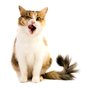 Photo of Four Paws Pet Care