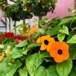 Klein's Farm & Garden Market - Cool plant