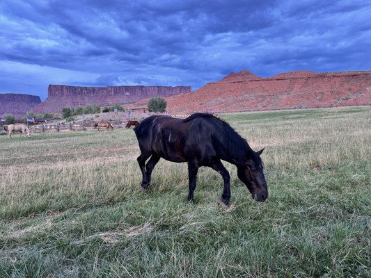 Red Cliffs Lodge Moab by null