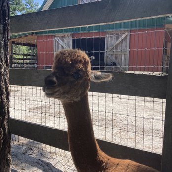 Out Of Sight Alpacas - Mama - Attraction Farms Near Me - Waretown, New Jersey