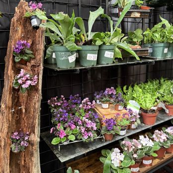 Jordan's Jungle - Nurseries & Gardening Near Me - Pawtucket, Rhode Island