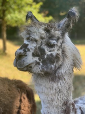 Vashon Llamas by null