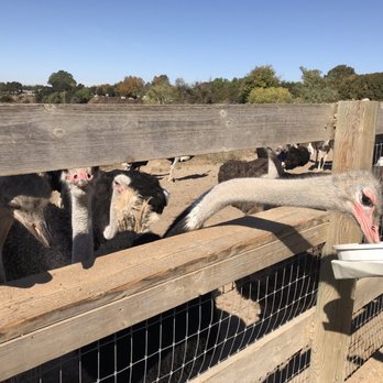 Ostrichland USA - Feeding the ostriches - Attraction Farms Near Me - Solvang, California