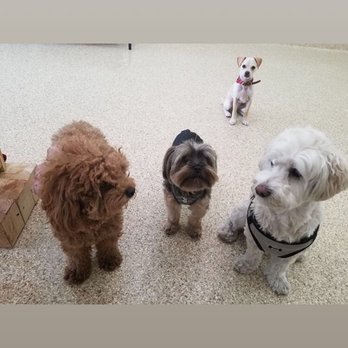 Happy Doggies - Dog Walkers Near Me