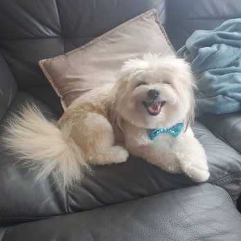 Sydnee's Pet Grooming - After photo! - Pet Groomers Near Me - Chicago, Illinois Sydnee's Pet Grooming - After photo! - Pet Groomers Near Me - Chicago, Illinois