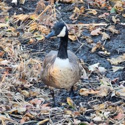 Great Swamp National Wildlife Refuge