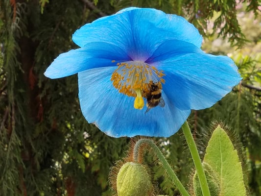 Arctic–Alpine Botanic Garden by null