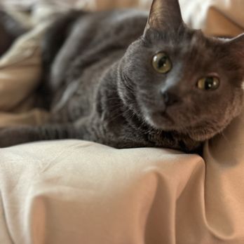 Furry Godmother - Marlie loves Furry Godmother. It's nice to trust someone to take care of your fur babies! - Dog Walkers Near Me Furry Godmother - Marlie loves Furry Godmother. It's nice to trust someone to take care of your fur babies! - Dog Walkers Near Me