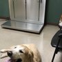 Crossroads Veterinary Services
