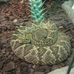 Tropicario - Miten niin kivassa paikassa kuin Tropicario voi käydä koko ajan kylmät väreet? Kysyn vaan.