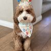 Yuppy Puppy Mobile Pet Grooming gift card
