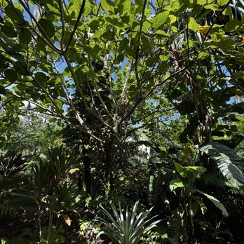 Harry P Leu Gardens - Venues & Event Spaces Near Me - Orlando, Florida Harry P Leu Gardens - Venues & Event Spaces Near Me - Orlando, Florida