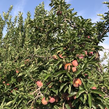 Tyler's Rocky Point Orchard - a tree full of apples - Pick Your Own Farms Near Me - Emmett, Idaho Tyler's Rocky Point Orchard - a tree full of apples - Pick Your Own Farms Near Me - Emmett, Idaho