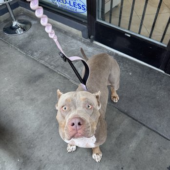 City Dog - My 70lb Bully - Pet Stores Near Me - San Diego, California City Dog - My 70lb Bully - Pet Stores Near Me - San Diego, California