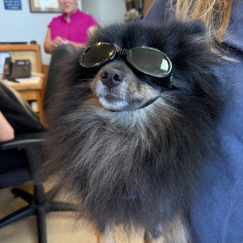 Westbrook Veterinary Clinic - Did you know we offer LASER THERAPY for pets? - Veterinarians Near Me - Edmonton, Alberta Westbrook Veterinary Clinic - Did you know we offer LASER THERAPY for pets? - Veterinarians Near Me - Edmonton, Alberta