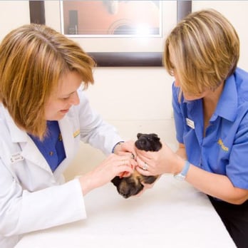 Markham Veterinary Clinic - Veterinarians Near Me - Markham, Ontario