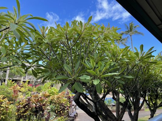 Napili Shores Maui by Outrigger by null