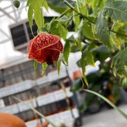 Schmidt's Farm and Greenhouse
